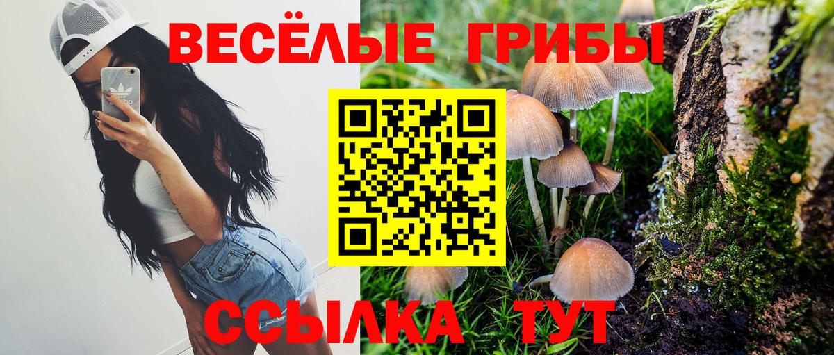 Псилоцибиновые грибы прущие грибы  Псилоцибиновые грибы Psilocybe  Глазов 